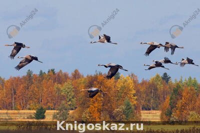 Одиноко стою на краю облетающей рощи (из сборника Первопутье)